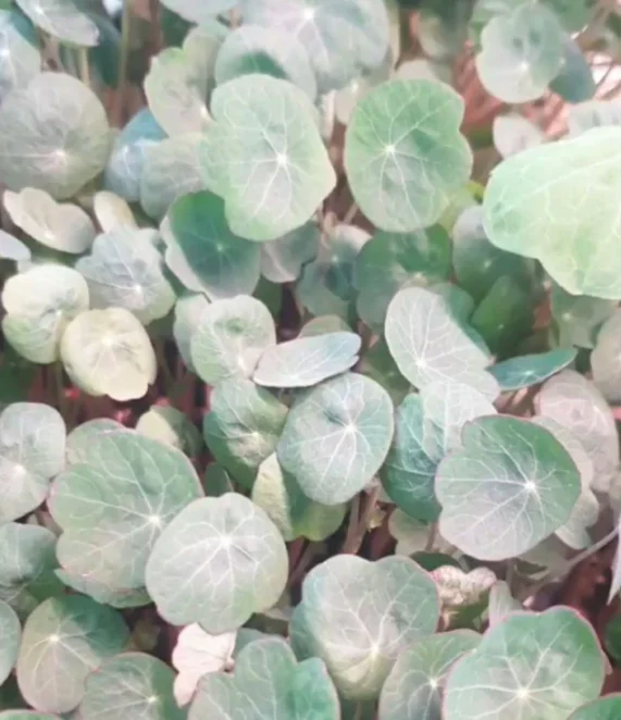 Микрозелень настурции